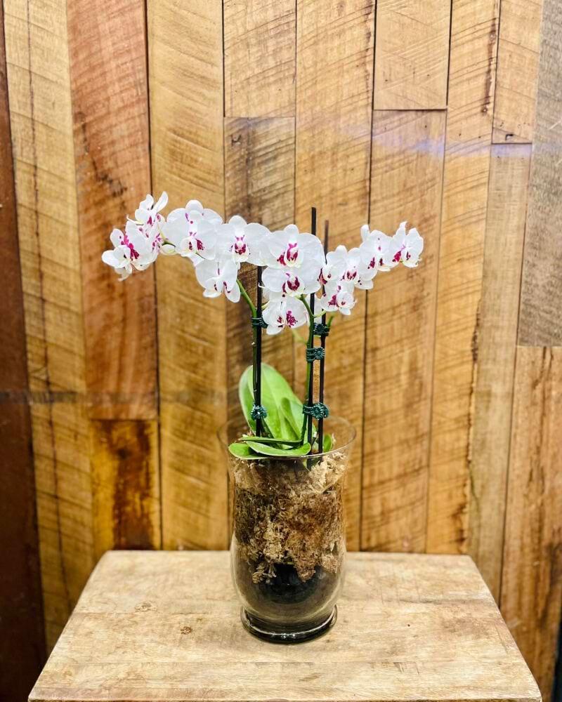 Orchid Candle Vase White